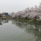 同左外濠と桜