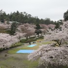百閒掘り桜並木