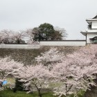 桜に浮かぶ石川門菱櫓、なまこ土塀