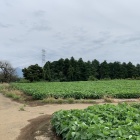 遠くに筑波山
