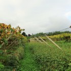 天守台土塁の先端部分遠景