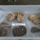 本丸御殿跡から出土した家紋入りの軒瓦の破片
