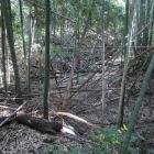 主郭と北の曲輪の間の空堀