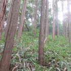 北斜面