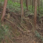 茶畑斜面