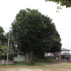 児童公園の大木