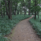 館内部、周囲は笹、散策路