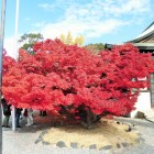 豊国神社の紅葉
