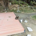 西の丸の猫