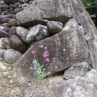 ごっつい展示石垣に可憐なお花が。
