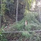 夏戸城大堀切(伐採木がなかったらかなりデカイ！)