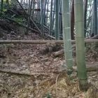 夏戸城下ノ城(櫓台)背後の二重堀(１条目)