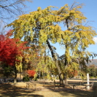 清正馬留の枝垂れ桜
