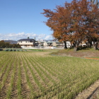 周辺の田圃