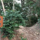 堀切