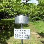 城址の梅林