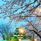 20170408高田城夜桜