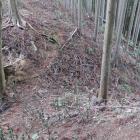 西尾根の堀切２