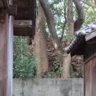 住吉神社社殿の奥に台場の土塁が…