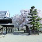 弘道館政庁至善堂と桜