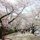 桜のトンネル
