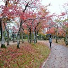 霞ヶ城公園の紅葉