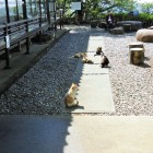 南城跡の猫