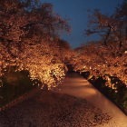 夜の花筏
