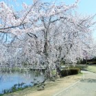 仙波湖桜