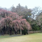 桜つぼみ