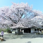 弘道館政庁至善堂と桜
