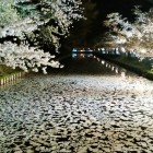 夜の花筏