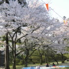 千秋公園の桜