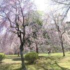 城跡公園の桜