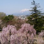 桜と岩木山