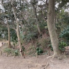 土塁（左側が主郭部）