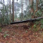 登城路は倒木
