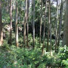 奥仲城馬出