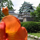 天守とノウゼンカズラ?