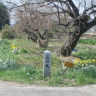 春の花が咲いています