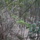 城内は藪が酷い