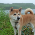 後方がチャシ跡です。