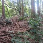 主郭西辺の土塁