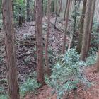 主郭南側の堀切と土塁（主郭土塁上から）
