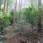 東尾根