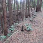 主郭土塁南西隅部。分厚く高い