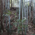 主郭から南辺の土塁を見上げる