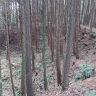 主郭土塁上から。伐採された木がはるか下に