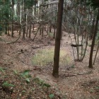 桜本池
