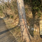 腰巻石垣（下段）